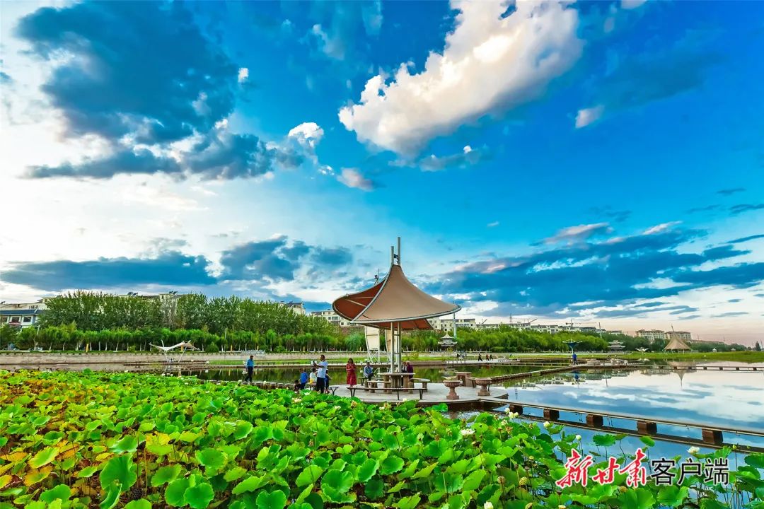 【美景敦煌】秋雨后大漠荷花美景如画